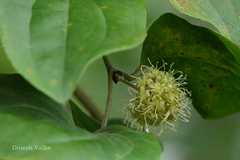 Smilax ovalifolia